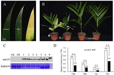 Areca palm velarivirus 1 infection caused disassembly of chloroplast and reduction of photosynthesis in areca palm
